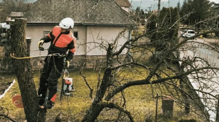 Élagueur professionnel équipé, intervenant en hauteur sur un arbre dans un jardin résidentiel à Tours