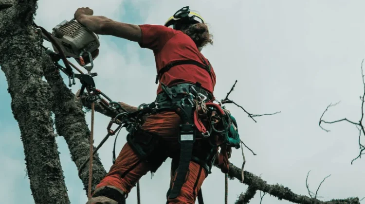 Travail en hauteur sur arbre mort par un élagueur-grimpeur à Tours